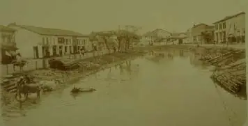 Buffaloes in Rochor River