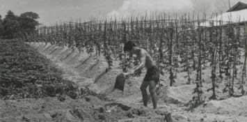 Farming Cultivation