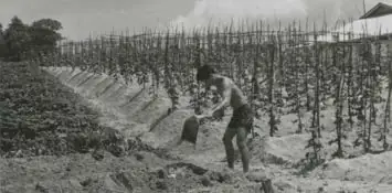 Farming Cultivation