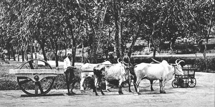 Road rolling by bullocks