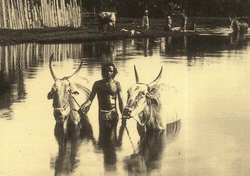 Cattle owner bathing cattle