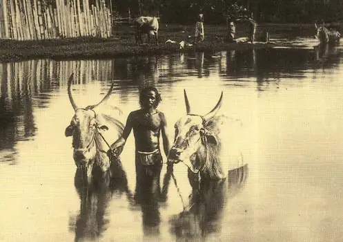 Cattle owner bathing cattle