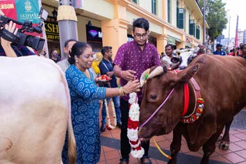 Cows brought for Pongal celebrations