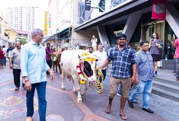 Cows brought for Pongal celebrations