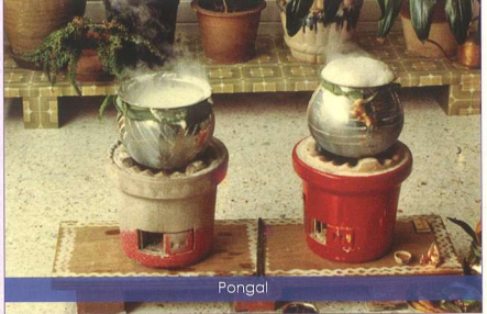 Pongal cooking in traditional clay pots – Nagarathar Pongal celebration, Singapore